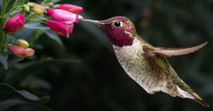 significado biblico del colibri