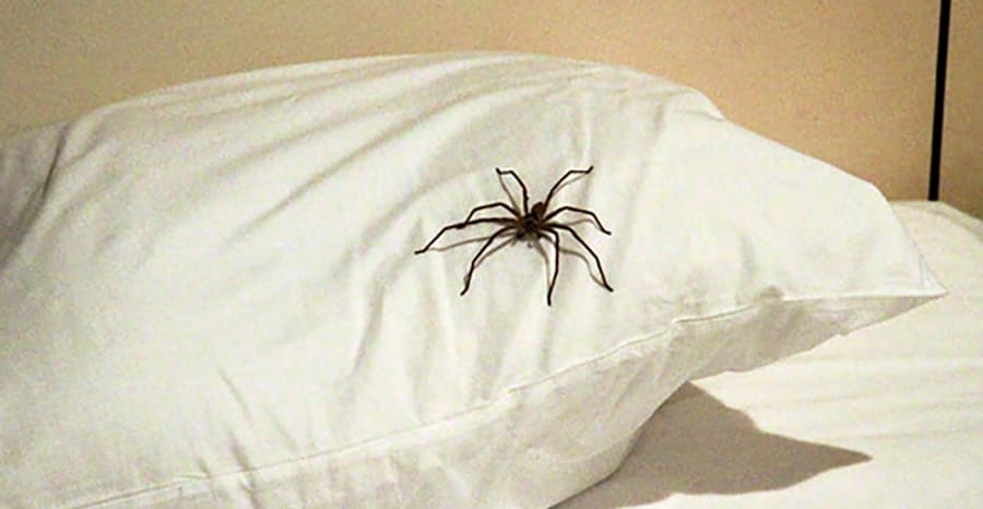 significado de una araña en la cama